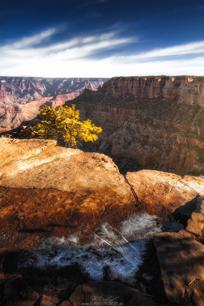 Grand Canyon mit Baum