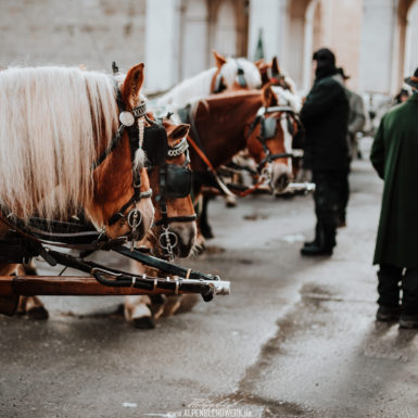 Salzburg Altstadt Pferde